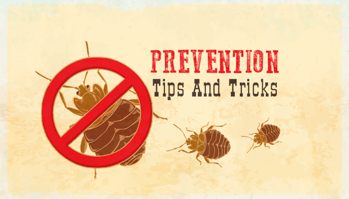 Beware! Bed Bug Season Is Here (Infographic)